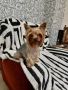 Мини йорки момиченце, снимка 5