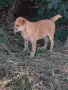 Търсят си дом! Безплатно!, снимка 3
