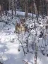 Чехословашки вълчак, снимка 16