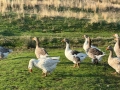 Лебедови гъски патици, снимка 3