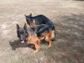 дългокосмести немски овчарки, снимка 13
