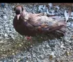 Паламарски гълъби , снимка 2