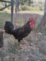  Петел Черен Легхорн Leghorn, снимка 5
