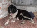 мъжко каракачанско куче, снимка 8