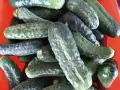 Корнишони от производител!, снимка 3