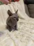 Канадски сфинкс момченце , снимка 8