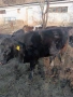 Крави Телета Ангус, снимка 9