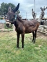 Продавам Магаре, снимка 6