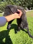  Кучета Кане Корсо, снимка 11