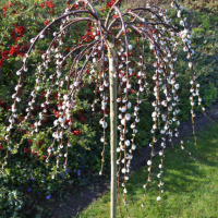 Плачеща върба (Salix caprea 'Kilmarnock'), снимка 2 - Градински цветя и растения - 44622111