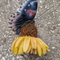 Пеперуда върху цвете– силен двоен магнит., снимка 7 - Декорация за дома - 41561619