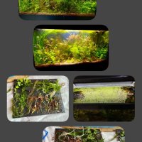 Растения за аквариум и езеро , имам излишни стартирани аквариуми., снимка 16 - Други - 40840532