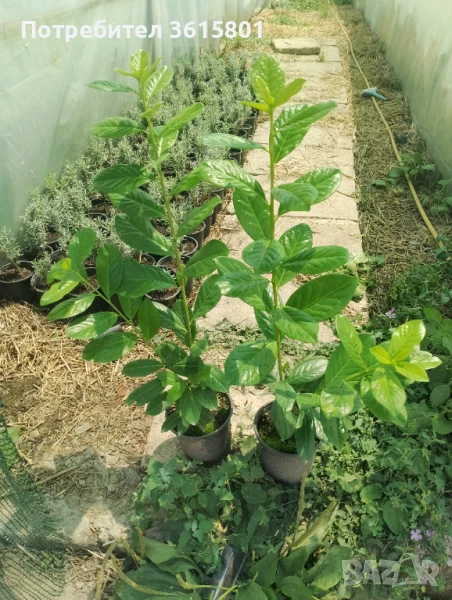 Лавровишна 4лв за бр., снимка 1