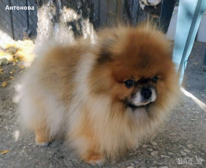 Издирва се,куче, померан!, снимка 1