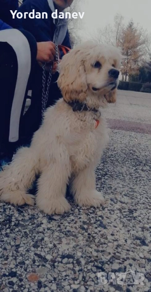 Америка кокер шпаньол за разплод , снимка 1