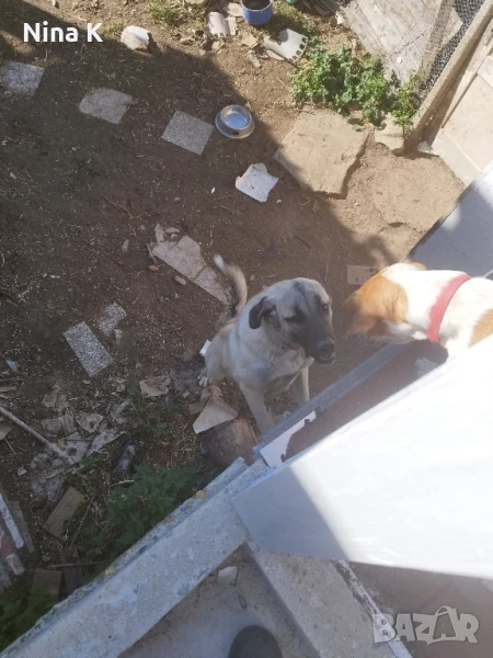 Продавам женско куче., снимка 1