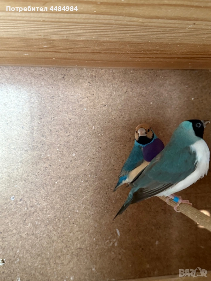 Продавам гулдови амадини , снимка 1