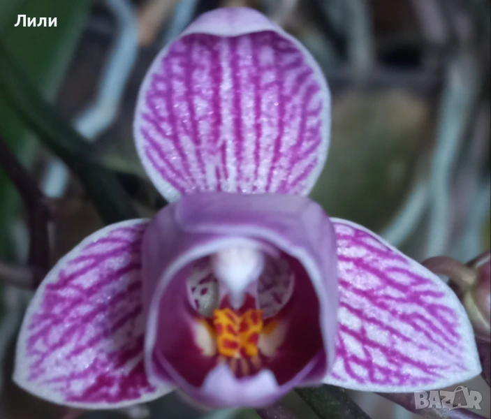 Орхидея фаленопсис Sogo Vivien peloric, снимка 1