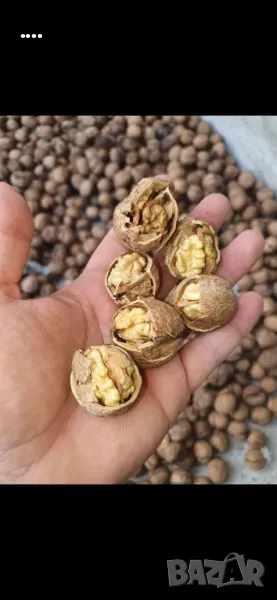 Орехи на черупка реколта 2024, снимка 1