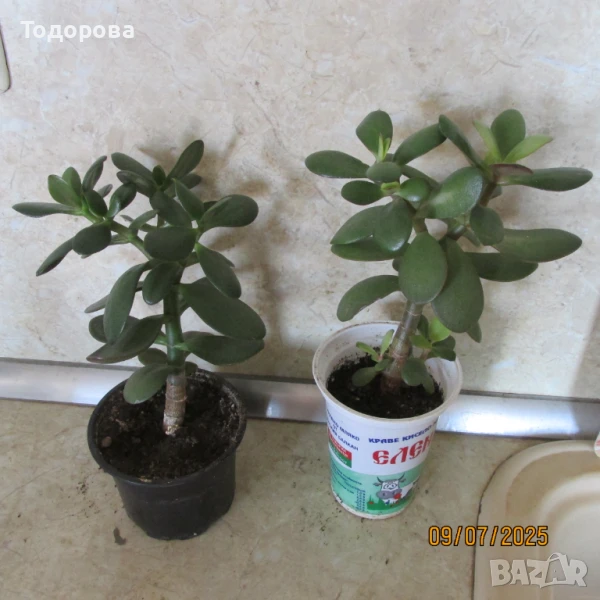 стайни цветя, снимка 1