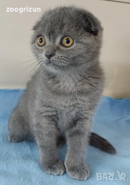 Шотландски котета момчета и момичета, снимка 1