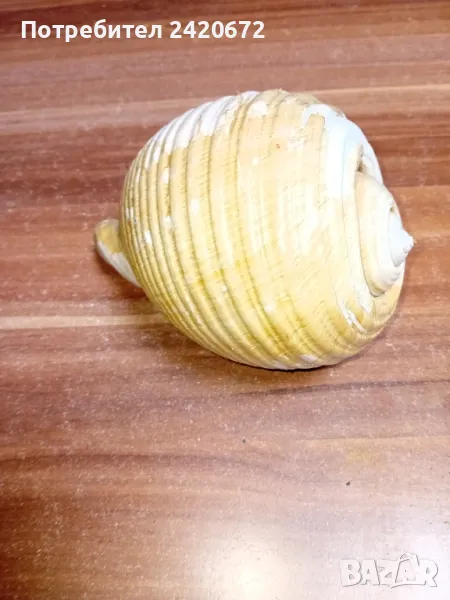 огромна  раковина, снимка 1