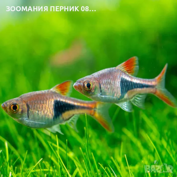 Риби Разбора - Перник  , снимка 1