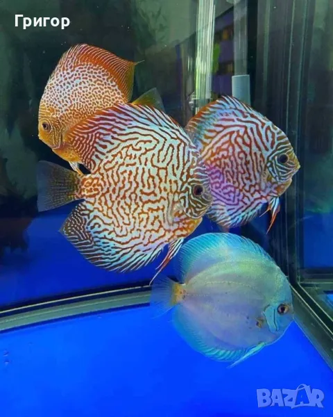 Различни видове декоративни риби, храни и техника , снимка 1