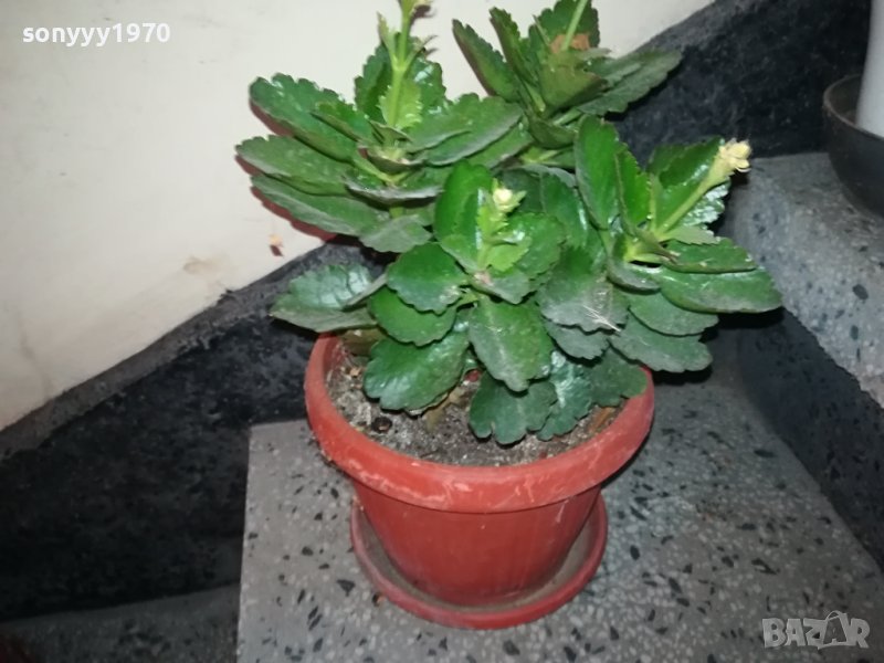 ЦВЕТЕ В САКСИЯ-КАЛАНХОЕ 1802240811, снимка 1