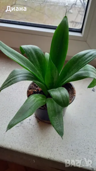 Сансевиера Хани, снимка 1