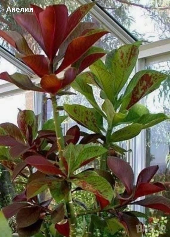 Африкански млечен храст Еуфорбия рубра , снимка 1
