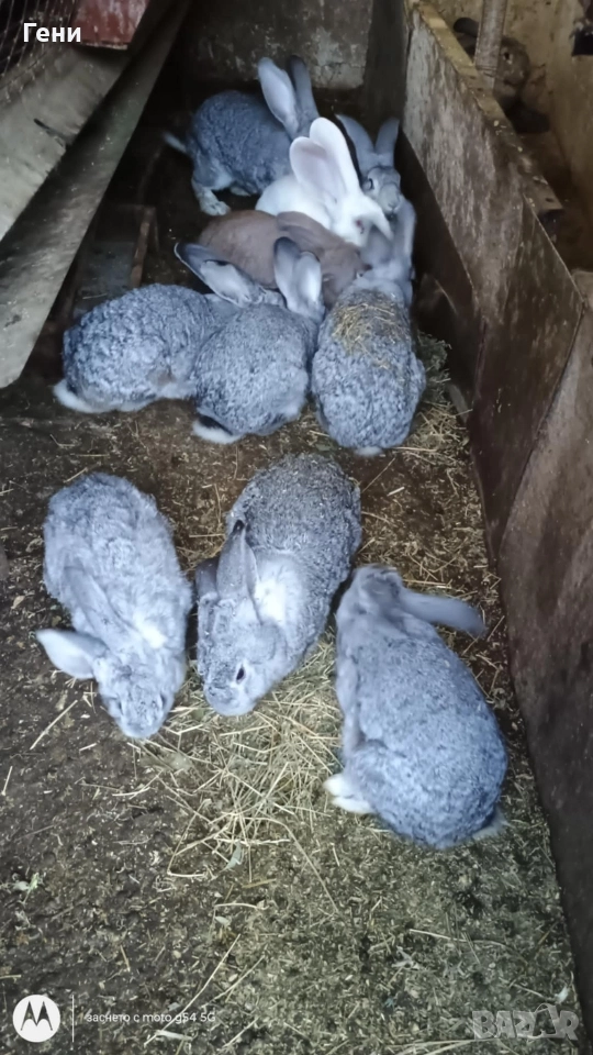 Продавам зайци , снимка 1