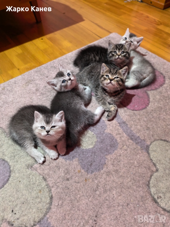 Страхотни пет британчета, снимка 1