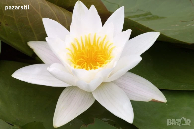 Водна Лилия - Бяла, голямо коренище , снимка 1
