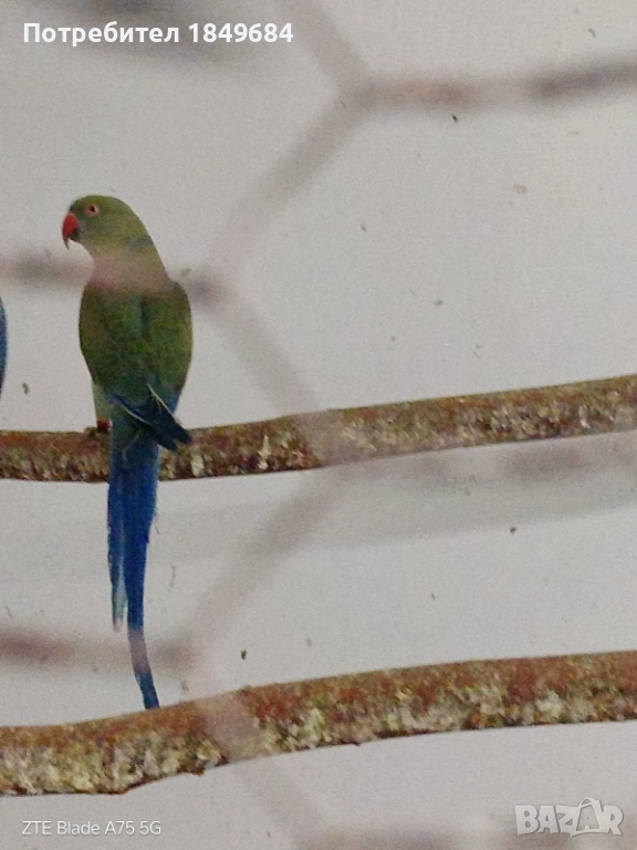 Продавам птици , снимка 1