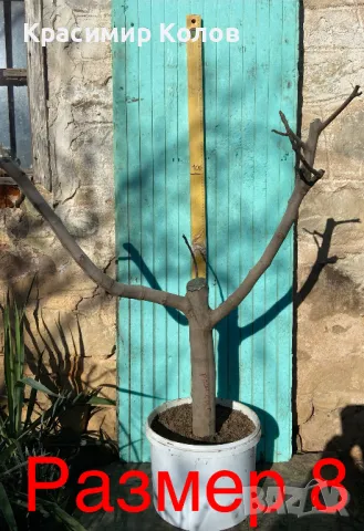 Смокини различни сортове, растения, дръвчета, снимка 18 - Градински цветя и растения - 39336526