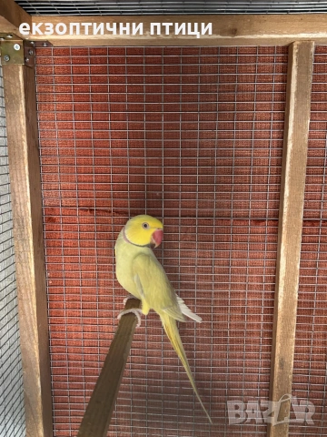 Продавам или Бартер , снимка 3 - Папагали - 53326185