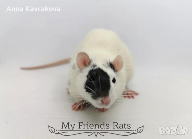 Декоративни плъхчета , снимка 7 - Други - 37326095