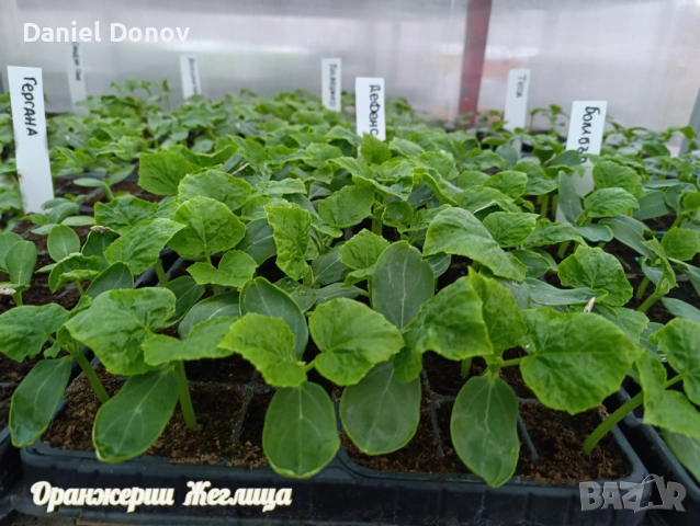 МАЛИНОВ ГИГАНТ + още над 150 сорта домати, снимка 11 - Разсади - 53760174