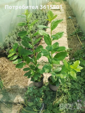 Лавровишна 4лв за бр.