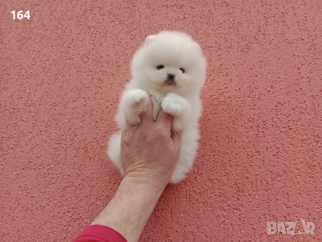Прекрасен избор на бели мини Померани.  Реални снимки от 13.03.26 г. 