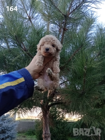 Мъжки Пудел , снимка 3 - Пудели - 52697553