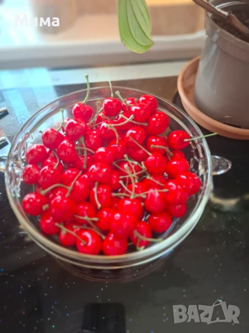 Изкуствени резенчета плодове, снимка 15 - Декорация за дома - 51359601