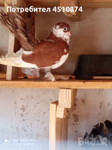 Продавам гълаби