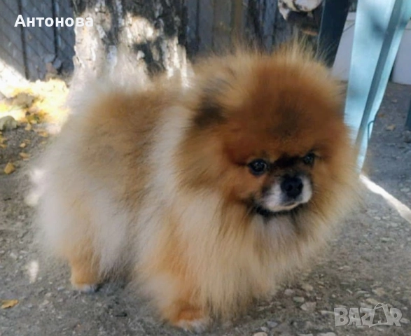 Издирва се,куче, померан!