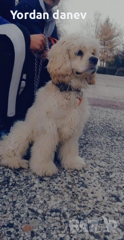 Америка кокер шпаньол за разплод 