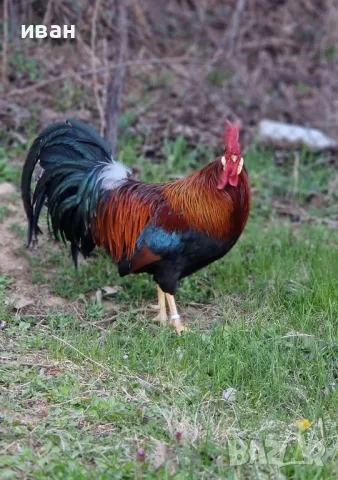 Златна италианка петел на 10 м. много добър представител на породата, снимка 2 - други­ - 49500730