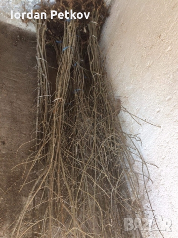 Планински ясен, снимка 2 - Градински цветя и растения - 36073927