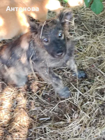 Търсят си дом! Безплатно!, снимка 5 - Други - 55986350