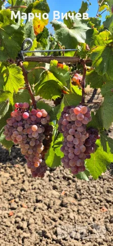 Грозде - винени сортове, снимка 3 - Домашни продукти - 55779965